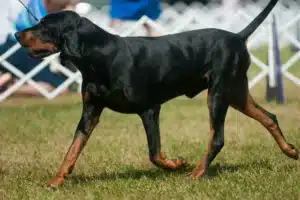 Read more about the article Black and Tan Coonhound tenyésztő