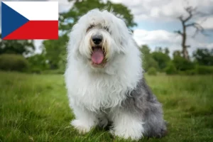 Read more about the article Bobtail tenyésztők és kiskutyák Csehországban