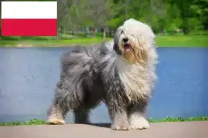 Read more about the article Bobtail tenyésztők és kiskutyák Lengyelországban