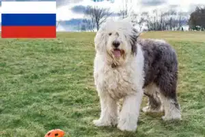 Read more about the article Bobtail tenyésztők és kiskutyák Oroszországban