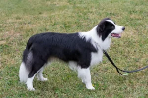 Read more about the article Border Collie tenyésztő