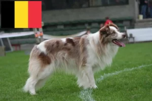 Read more about the article Border Collie tenyésztők és kölykök Belgiumban