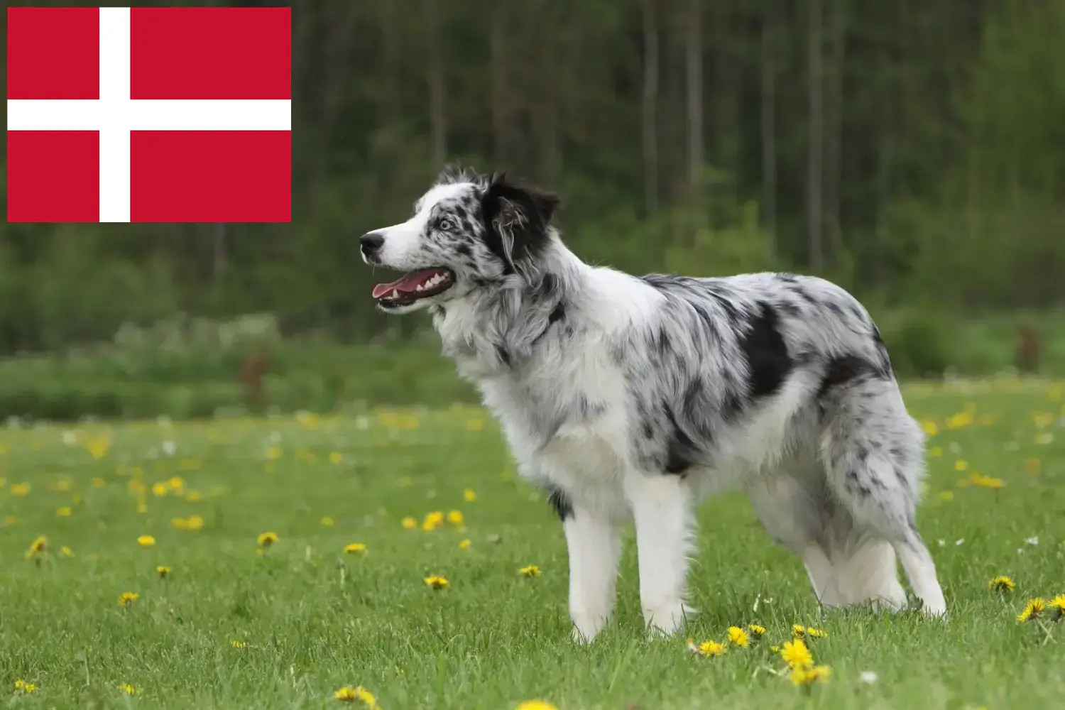 Read more about the article Border Collie tenyésztők és kölykök Dániában