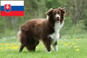 Read more about the article Border collie tenyésztők és kölykök Szlovákiában