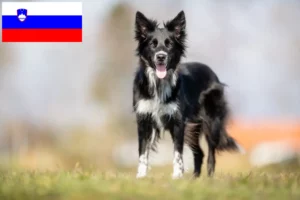 Read more about the article Border collie tenyésztők és kölykök Szlovéniában