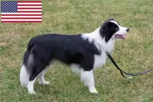 Read more about the article Border Collie tenyésztők és kölykök az USA-ban