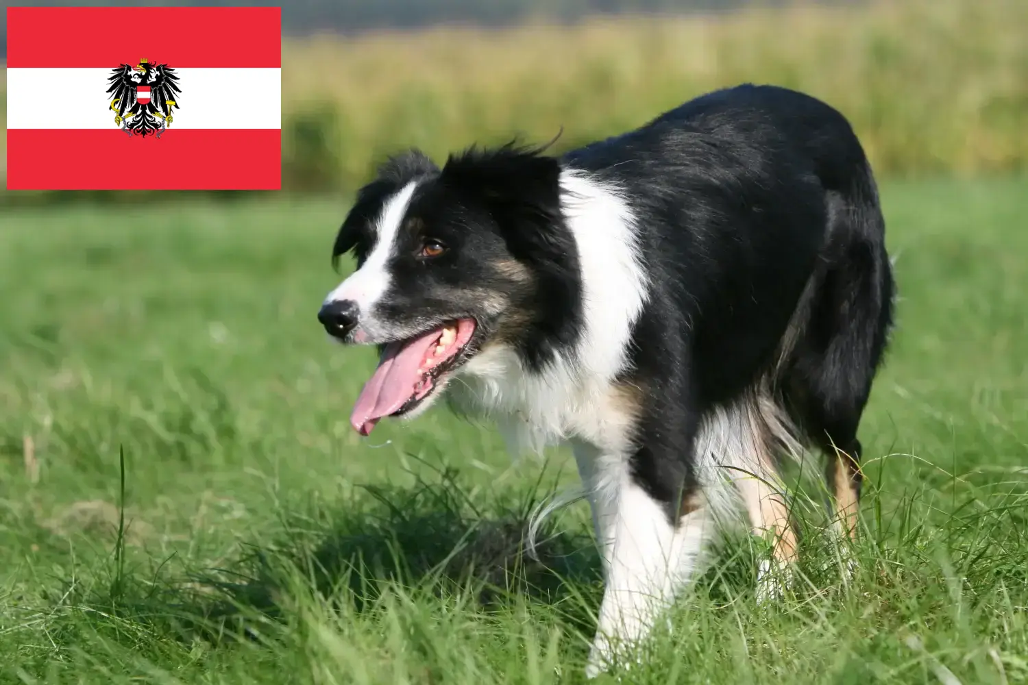 Read more about the article Border Collie tenyésztők és kölykök Ausztriában