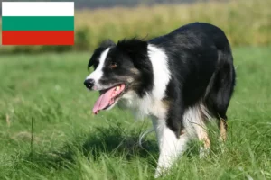 Read more about the article Border collie tenyésztők és kölykök Bulgáriában