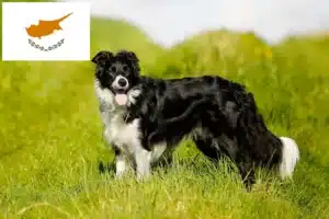 Read more about the article Border Collie tenyésztők és kölykök Cipruson