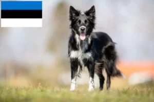 Read more about the article Border Collie tenyésztők és kölykök Észtországban