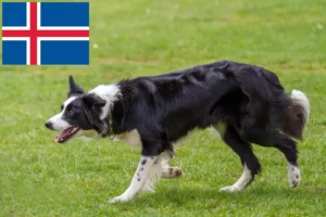 Read more about the article Border Collie tenyésztők és kölykök Izlandon