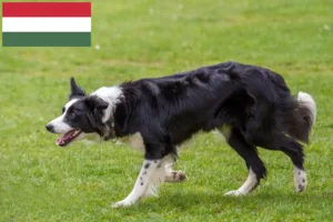 Read more about the article Border collie tenyésztők és kölykök Magyarországon