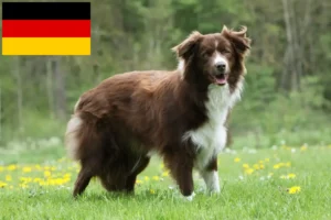 Read more about the article Border Collie tenyésztők és kölykök Németországban