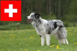 Read more about the article Border Collie tenyésztők és kölykök Svájcban