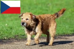 Read more about the article Borderterrier tenyésztők és kölykök Csehországban