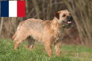 Read more about the article Borderterrier tenyésztők és kölykök Franciaországban