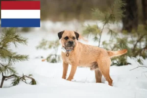 Read more about the article Borderterrier tenyésztők és kölykök Hollandiában