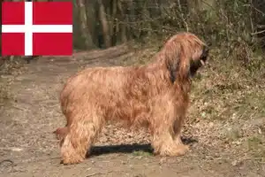 Read more about the article Briard tenyésztők és kiskutyák Dániában