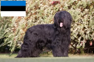 Read more about the article Briard tenyésztők és kiskutyák Észtországban