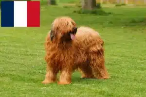 Read more about the article Briard tenyésztők és kölykök Franciaországban