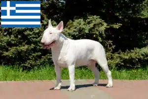 Read more about the article Bullterrier tenyésztők és kölykök Görögországban