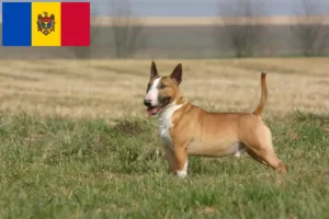 Read more about the article Bullterrier tenyésztők és kölykök Moldova-ban