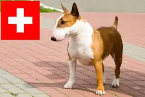 Read more about the article Bullterrier tenyésztők és kölykök Svájcban