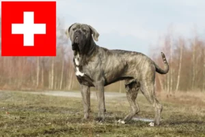 Read more about the article Cane Corso Italiano tenyésztők és kölykök Svájcban