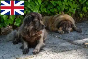 Read more about the article Cão Da Serra Da Estrela tenyésztők és kiskutyák Nagy-Britanniában