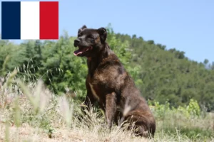 Read more about the article Cão Fila de São Miguel tenyésztők és kiskutyák Franciaországban