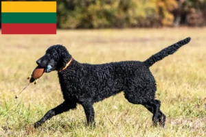 Read more about the article Curly Coated Retriever tenyésztők és kiskutyák Litvániában