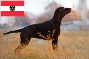 Read more about the article Curly Coated Retriever tenyésztők és kölykök Ausztriában