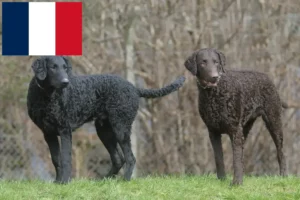 Read more about the article Curly Coated Retriever tenyésztők és kiskutyák Franciaországban