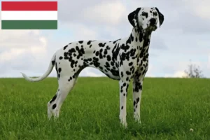 Read more about the article Dalmata tenyésztők és kölykök Magyarországon