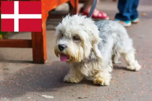 Read more about the article Dandie Dinmont Terrier tenyésztők és kölykök Dániában