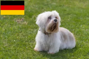 Read more about the article Dandie Dinmont Terrier tenyésztők és kölykök Németországban