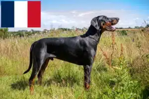 Read more about the article Dobermann tenyésztők és kölykök Franciaországban