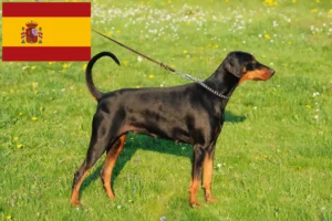 Read more about the article Dobermann tenyésztők és kölykök Spanyolországban