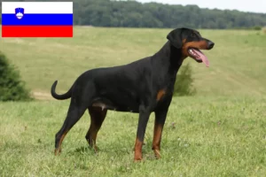 Read more about the article Dobermann tenyésztők és kölykök Szlovéniában