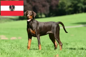 Read more about the article Dobermann tenyésztők és kölykök Ausztriában