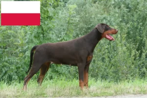 Read more about the article Dobermann tenyésztők és kölykök Lengyelországban