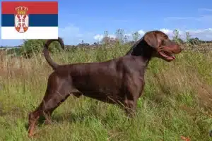 Read more about the article Dobermann tenyésztők és kölykök Szerbiában