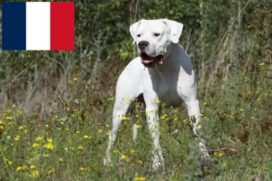 Read more about the article Dogo Argentino tenyésztők és kölykök Franciaországban