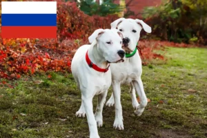 Read more about the article Dogo Argentino tenyésztők és kölykök Oroszországban