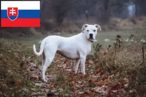 Read more about the article Dogo Argentino tenyésztők és kölykök Szlovákiában