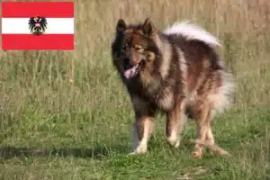 Read more about the article Eurasier tenyésztők és kiskutyák Ausztriában