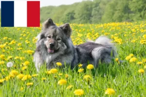 Read more about the article Eurasier tenyésztők és kiskutyák Franciaországban