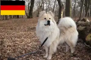 Read more about the article Eurasier tenyésztők és kiskutyák Németországban