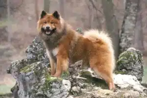 Read more about the article Eurasier tenyésztő