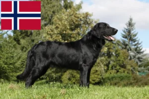 Read more about the article Flat Coated Retriever tenyésztők és kiskutyák Norvégia területén